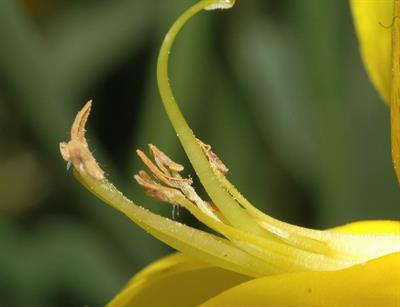 Spartium junceum